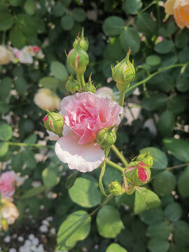 月季花