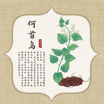 何首烏插畫(huà)