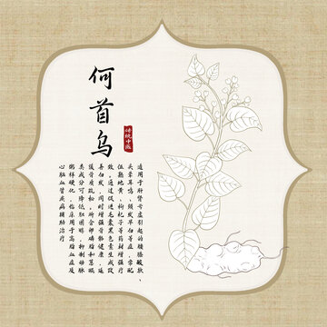 何首烏手繪及功效介紹