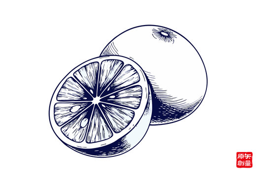 手繪風(fēng)格的橙子插畫