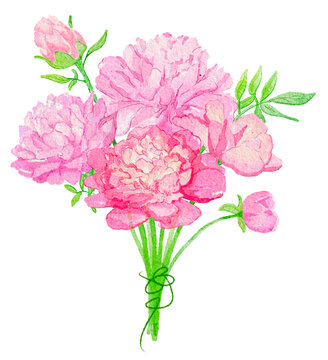 手繪粉色芍藥花束插畫
