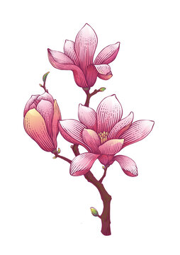 玉蘭花手繪版畫