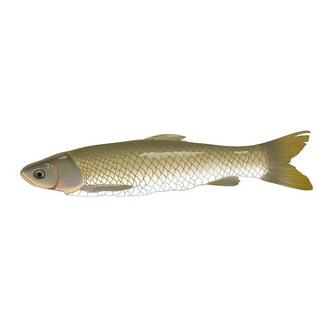 草魚