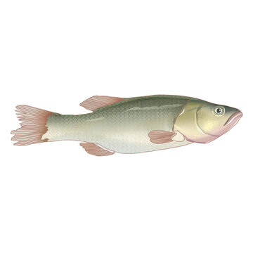 鱸魚