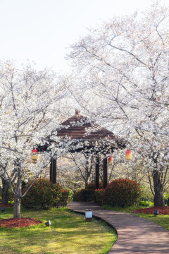 顧村公園櫻花景觀