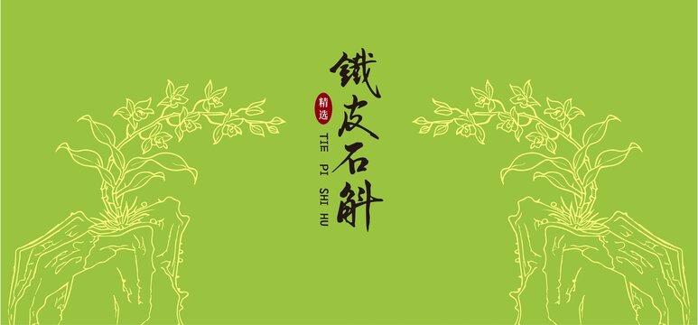 鐵皮石斛插畫