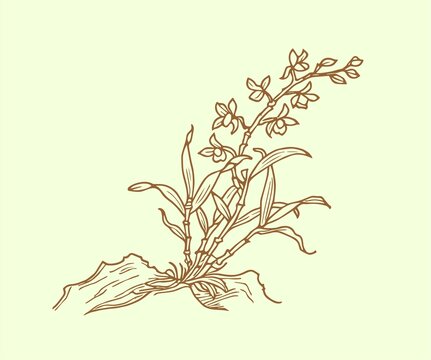 鐵皮石斛素材