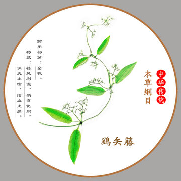 中草藥雞矢藤植物標(biāo)本本草綱目圖譜圖示