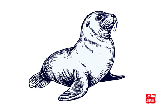 手繪可愛海豹插畫
