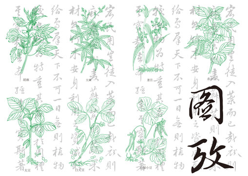 豆類植物線描圖