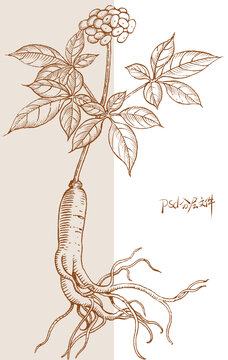 手繪版畫(huà)風(fēng)人參植物插畫(huà)