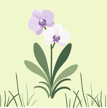 清新風兩朵蝴蝶蘭插畫