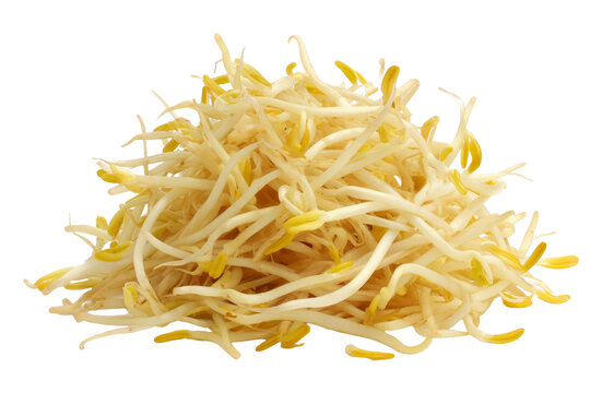 [免摳素材]新鮮綠豆芽特寫