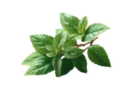 [免摳素材]新鮮薄荷葉特寫圖片