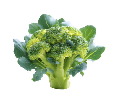 [免摳素材]新鮮西蘭花特寫(xiě)