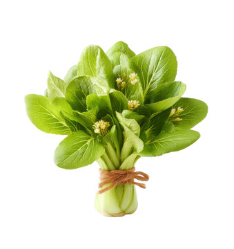 [免摳素材]鮮嫩包菜花束特寫