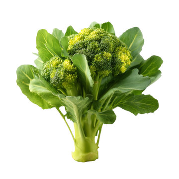 [免摳素材]新鮮西蘭花與綠葉