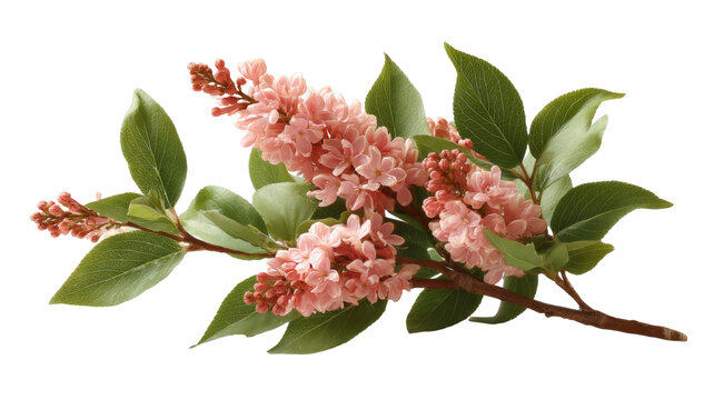 [免摳素材]春天美麗的丁香花枝