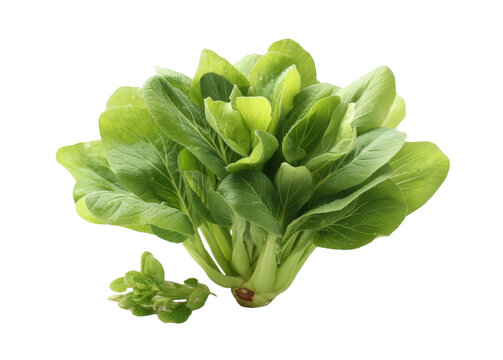 [免摳素材]新鮮包菜特寫圖片