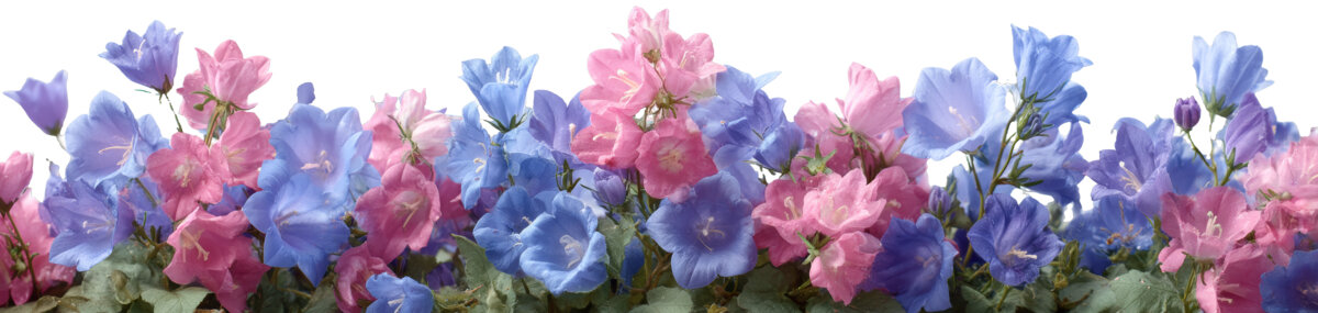 [免摳素材]美麗的粉藍(lán)花卉組合
