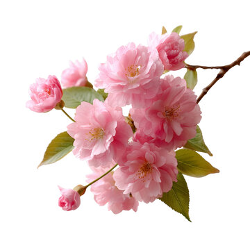 [免摳素材]粉嫩櫻花花枝
