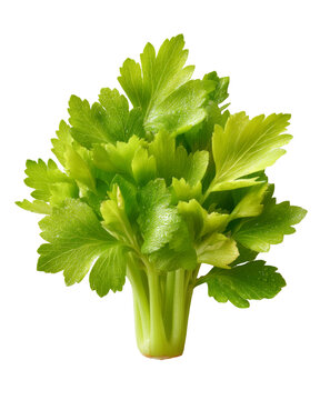 [免摳素材]新鮮芹菜束特寫