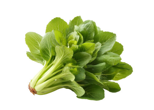 [免摳素材]新鮮包菜蔬菜特寫圖片