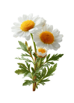 [免摳素材]白色雛菊花束特寫