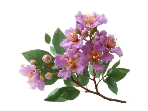 [免摳素材]美麗的紫色花朵特寫