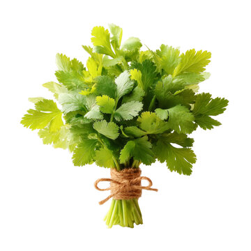 [免摳素材]新鮮芫荽束