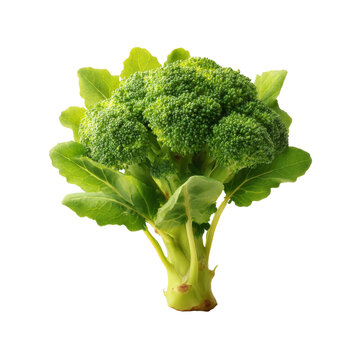 [免摳素材]新鮮西蘭花特寫圖片