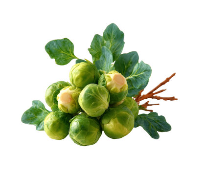 [免摳素材]新鮮西蘭花菜束特寫(xiě)