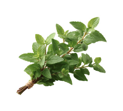 [免摳素材]新鮮香草束特寫