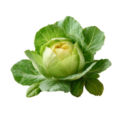 [免摳素材]新鮮美味的包菜