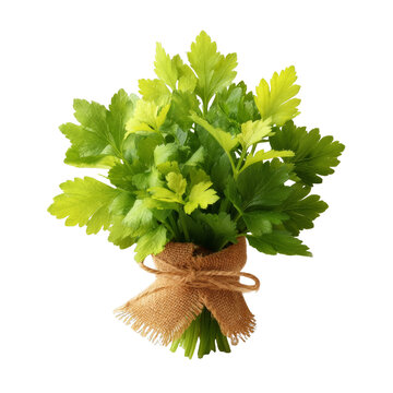 [免摳素材]新鮮歐芹束系著麻布