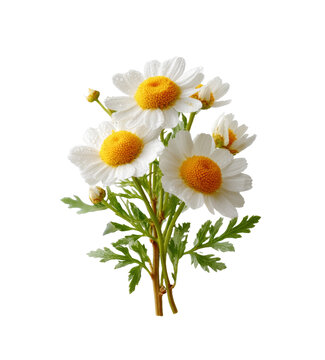 [免摳素材]一束潔白的小雛菊
