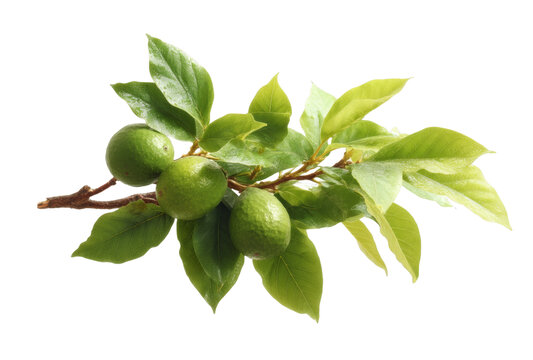 [免摳素材]新鮮青檸枝繁葉茂