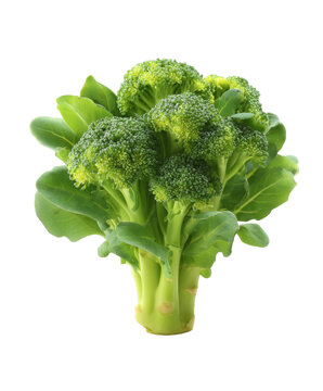 [免摳素材]新鮮西蘭花高清特寫(xiě)