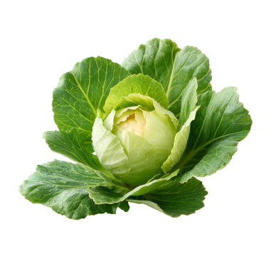 [免摳素材]新鮮有機(jī)卷心菜特寫(xiě)