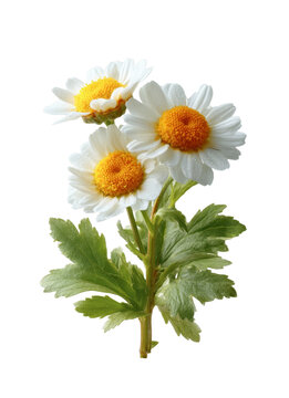 [免摳素材]清新淡雅的雛菊花束特寫(xiě)