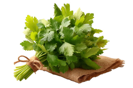 [免摳素材]新鮮芫荽束放在麻布上