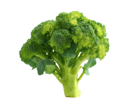 [免摳素材]新鮮西蘭花特寫圖片
