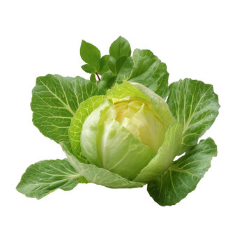 [免摳素材]新鮮綠色卷心菜特寫