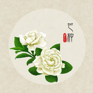24節(jié)氣之芒種梔子花