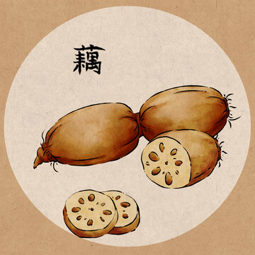 手繪水墨插畫蓮藕