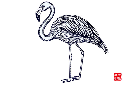 手繪線條火烈鳥插畫