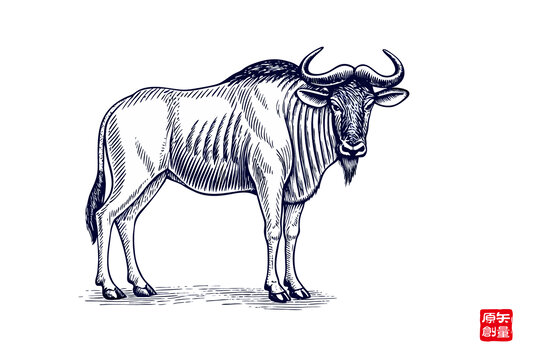 手繪線條風格wildebeest插畫