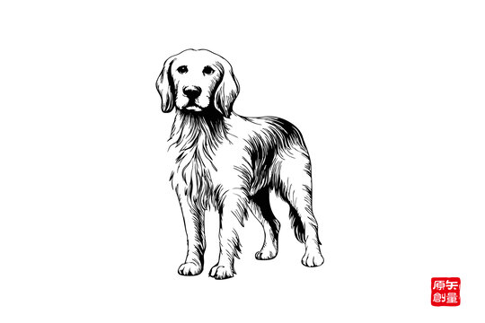 手繪站立的金毛犬
