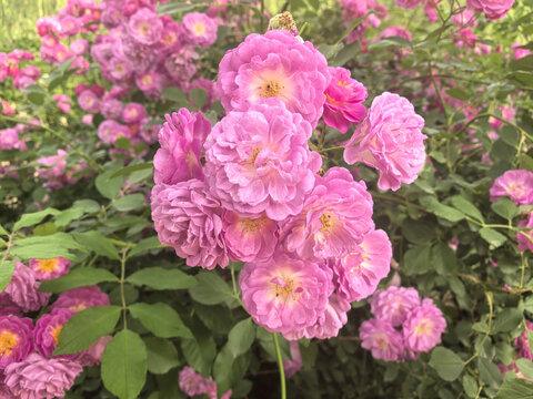 盛開的粉色薔薇花叢