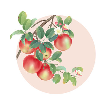 手繪蘋果插畫